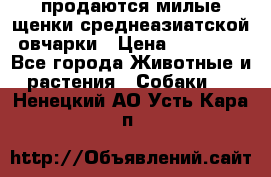 продаются милые щенки среднеазиатской овчарки › Цена ­ 30 000 - Все города Животные и растения » Собаки   . Ненецкий АО,Усть-Кара п.